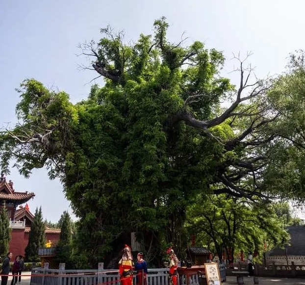 The Grand Chinese Scholar Tree in Hongtong.