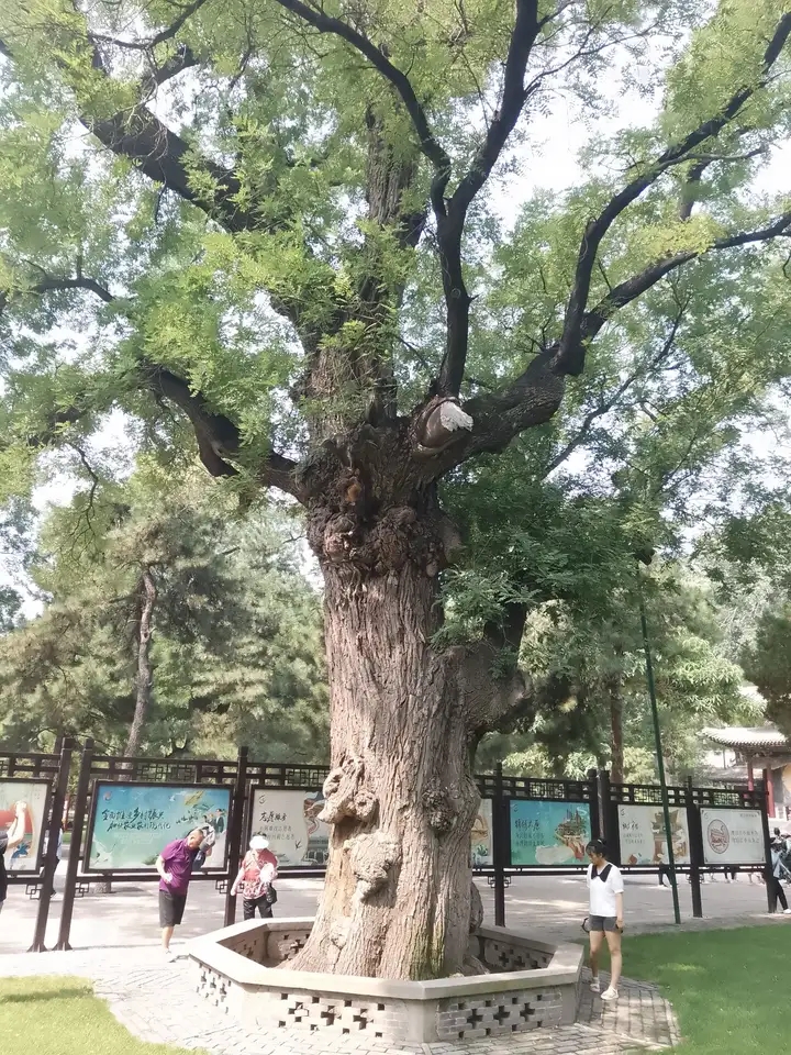 The large locust tree with a history of 1400 years is truly shocking.