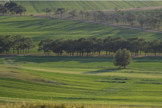 Zhangjiakou Kangbao County Grassland