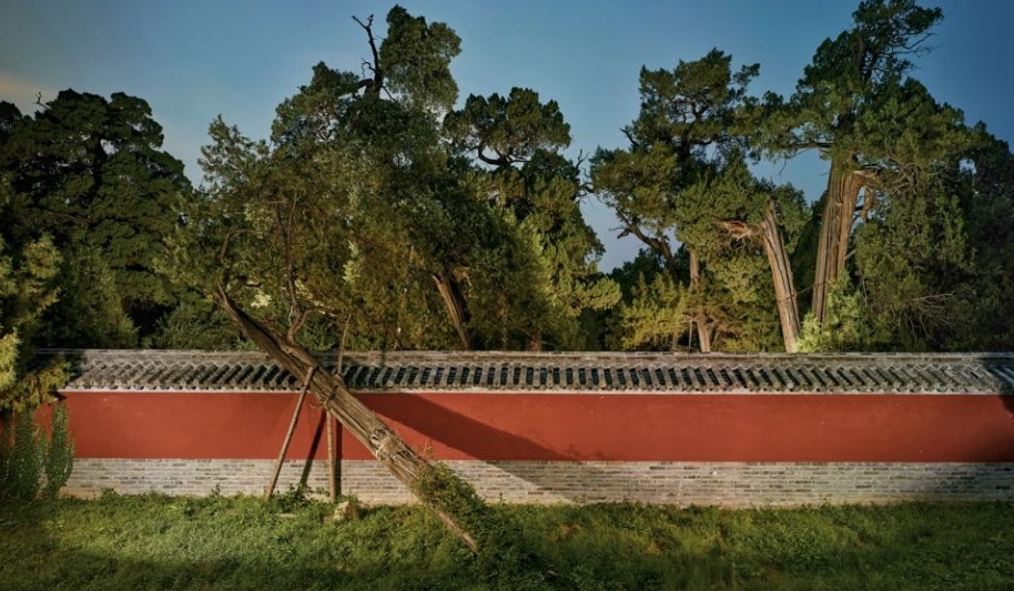 Forest of Ancient Trees in the Temple of Confucius