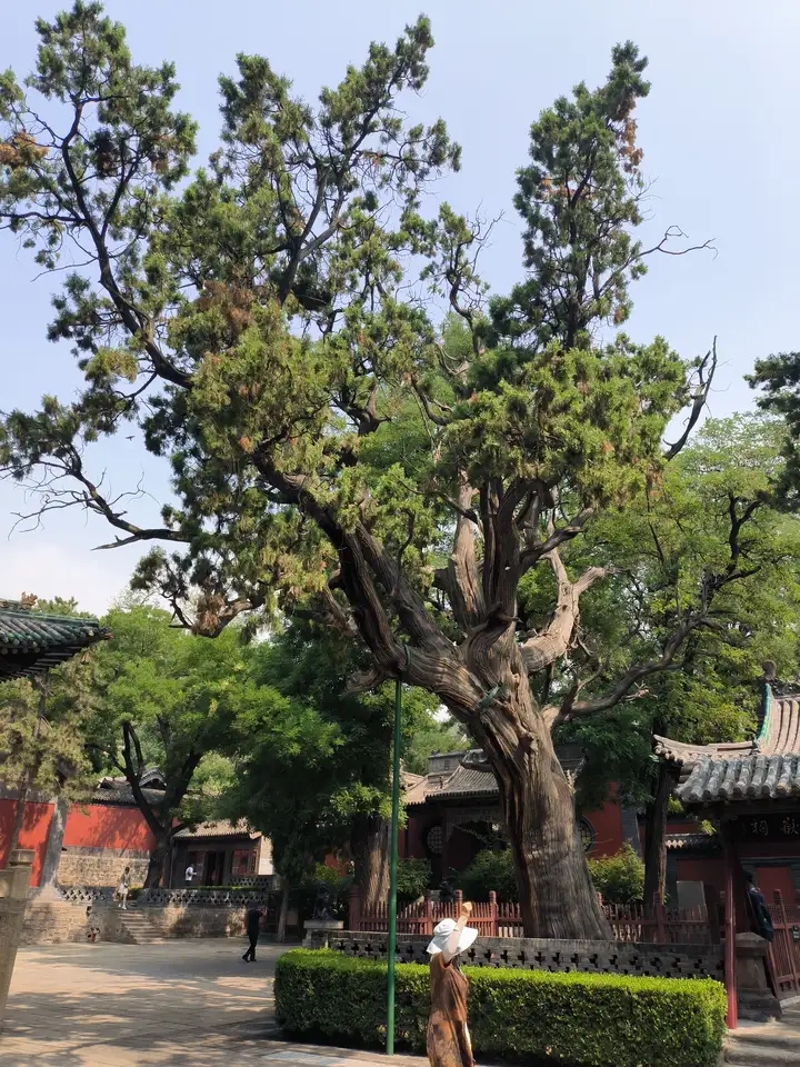 A cypress tree with a history of 2600 years