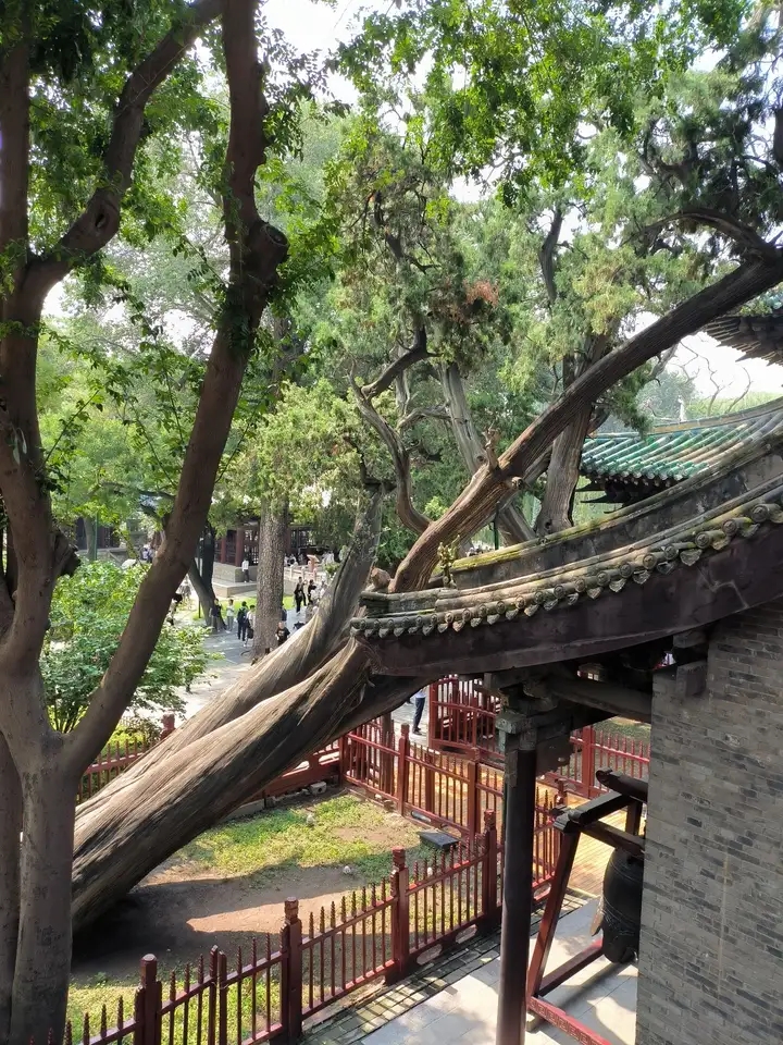 The Zhou cypress. It is an extremely rare ancient tree with a history of more than 3000 years.