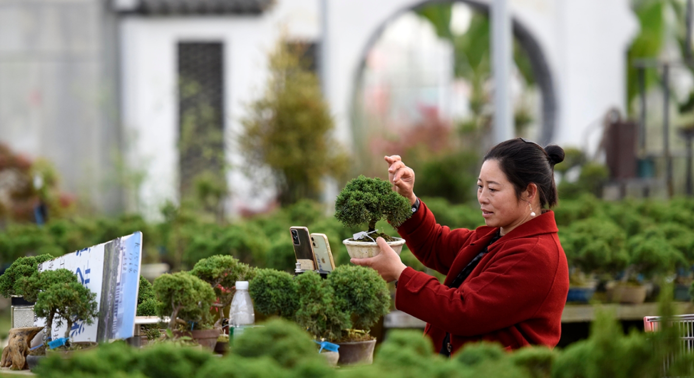 △Flower and tree e-commerce anchors in Shuyang are live streaming to sell bonsai.