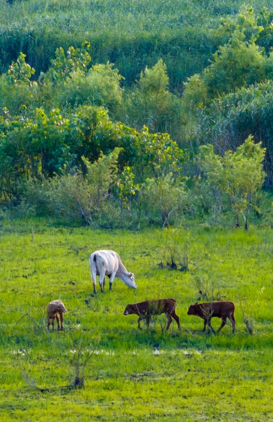 △The Liyehua wetland in Shiji Township, Sihong County, Suqian is full of vitality.