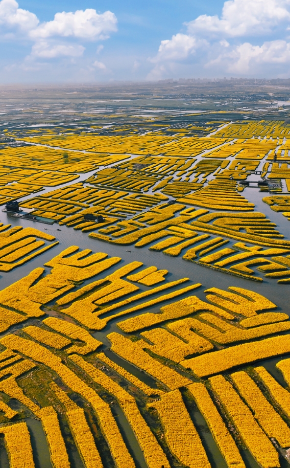 Taizhou Xinghua rape flower field.