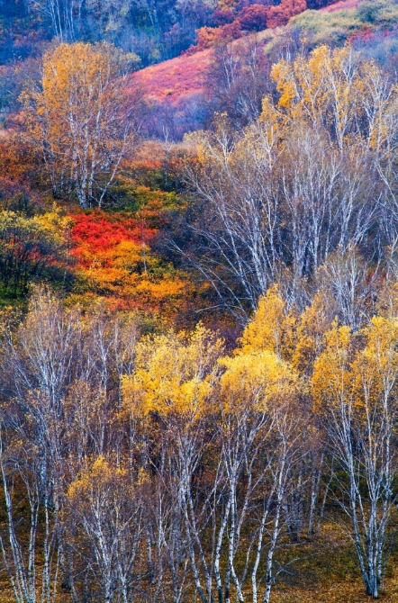 Saihanba in Chengde