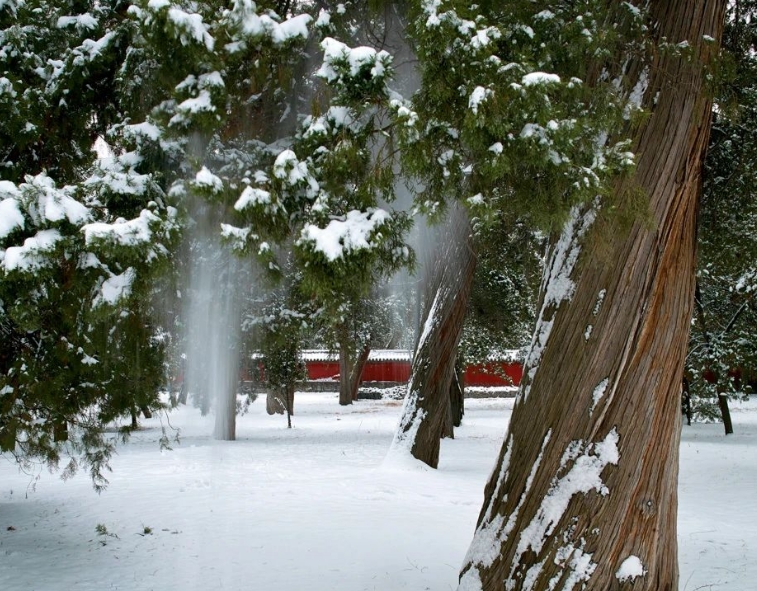 Ancient Snow-Covered Trees in the temple’s courtyard, majestic in the winter, their serene, age-old atmosphere conveying a sense of both weight and timelessness