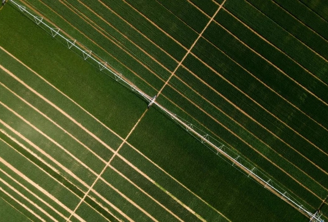 Wheat Fields in Jize County, Handan