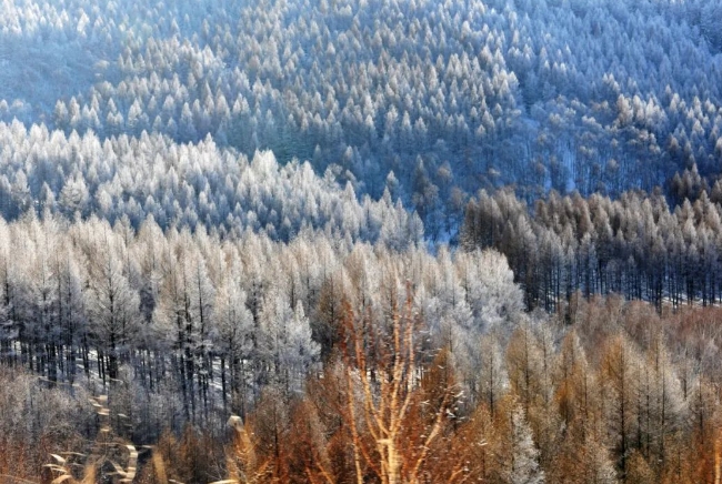 Saihanba Mechanical Forest Farm in Chengde