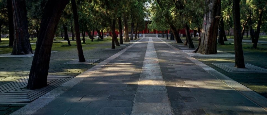 Winding Paths Shaded by Ancient Trees