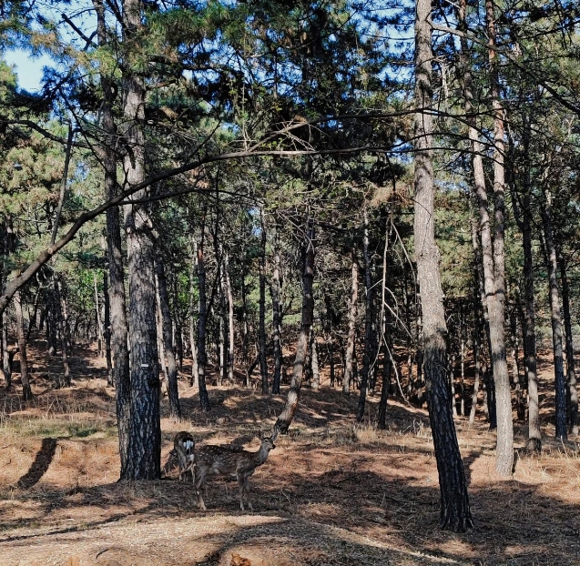 Mountain forest vehicle of Chengde Mountain Resort.