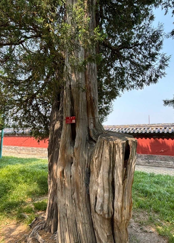 This tree is 620 years old