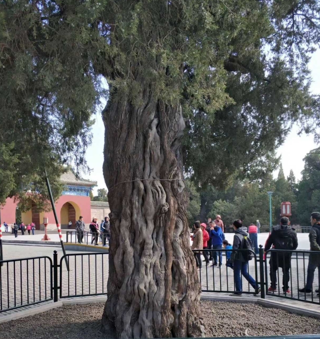 Nine-Dragon Cypress, also known as "Nine Dragons Welcoming the Sage", with a tree age of 620 years