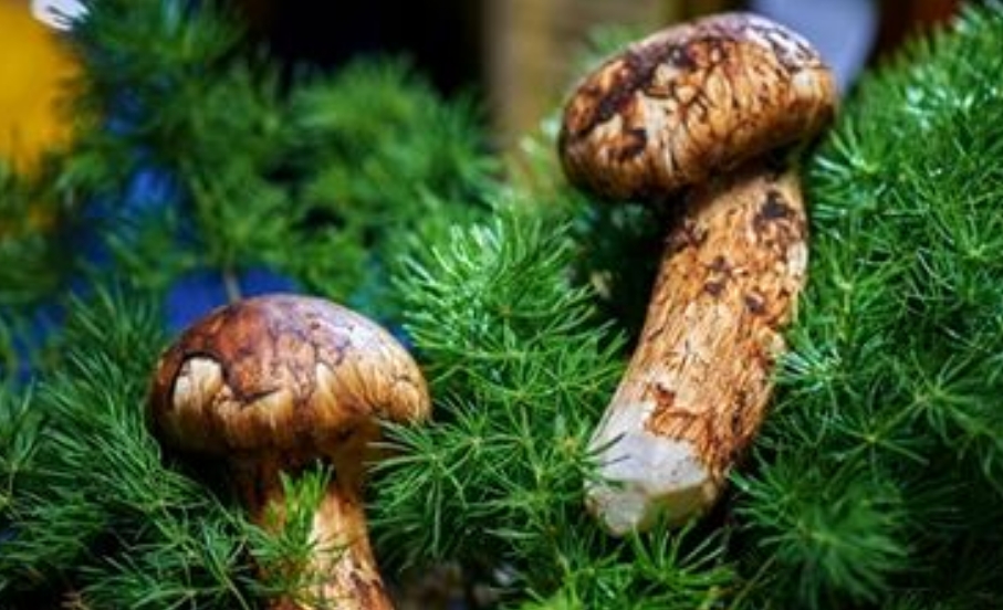 Shangri-La Tricholoma matsutake