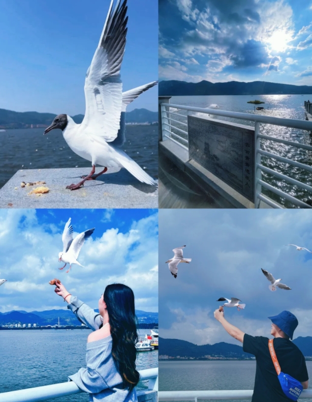 Feeding seagulls at Haigeng Dam