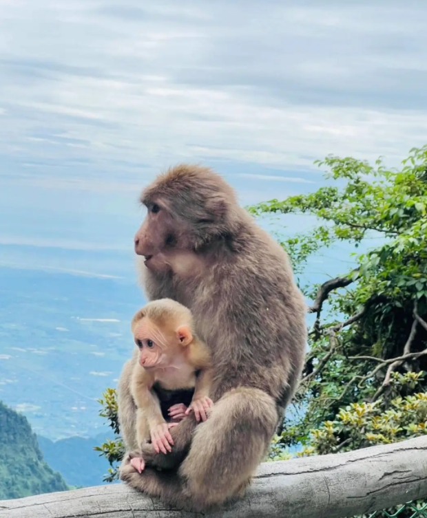 Monkeys on Mount Emei